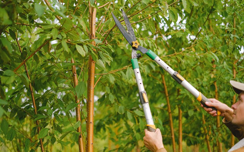 Tree trimming in Whitewood, SD